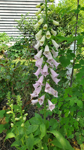 Farm «Blooming Hill Lavender Farm», reviews and photos, 19929 Telegraph Springs Rd, Purcellville, VA 20132, USA