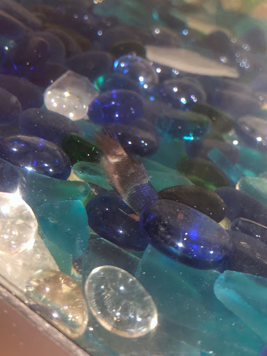 Pet Supply Store «PetSmart», reviews and photos, 1157 E North Ave, Belton, MO 64012, USA