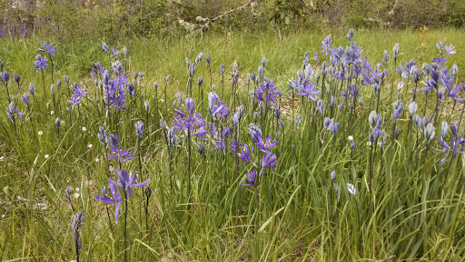 Park «Ravenna Park», reviews and photos, 5520 Ravenna Ave NE, Seattle, WA 98105, USA