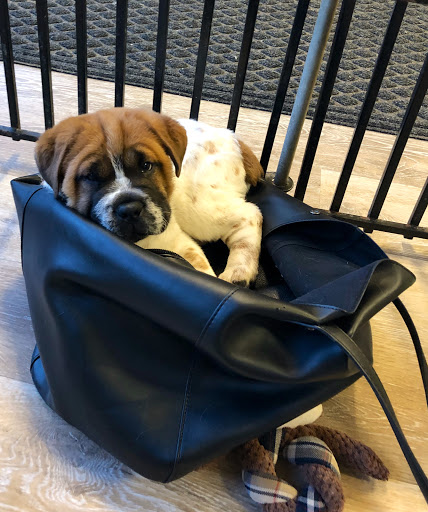 Pet Store «Village Pet Shop», reviews and photos, 701 N Black Horse Pike, Williamstown, NJ 08094, USA