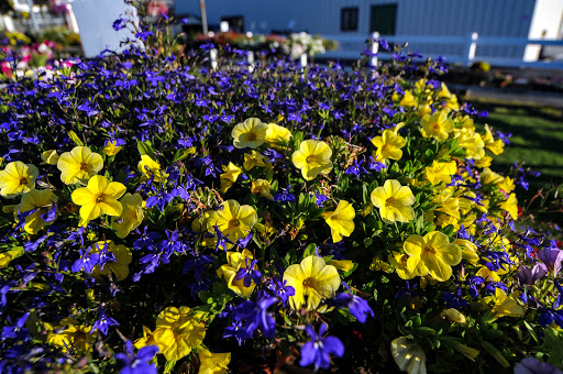 Florist «Dundalk Florist», reviews and photos, 7233 German Hill Rd, Dundalk, MD 21222, USA