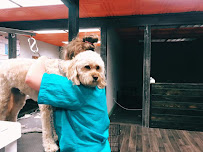 Divine K-nine - Photo 8 - Car repair in Olathe, KS, Overland Park