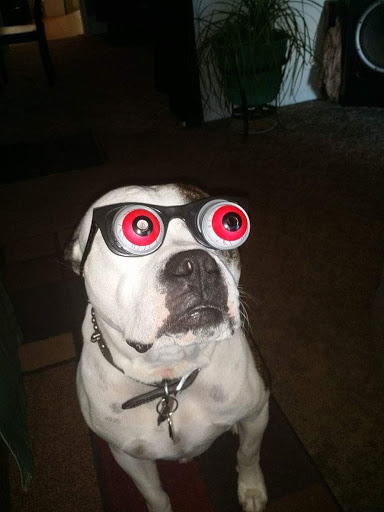 Pet Store «Petsway», reviews and photos, 1717 W Kearney St, Springfield, MO 65803, USA