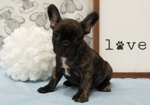 Pet Store «Happiness Is Pets», reviews and photos, 15647 94th Ave, Orland Park, IL 60462, USA