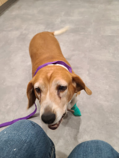 Hillsboro Advanced Veterinary Care image