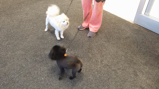 Pet Supply Store «Petco Animal Supplies», reviews and photos, 2131 Pleasant Hill Rd, Duluth, GA 30096, USA