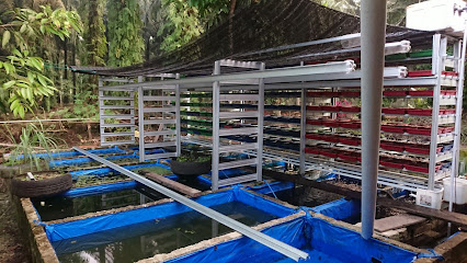 BM Farm Sialang Kubang ( Central Cacing Sutra, Farm Ikan Hias ) )