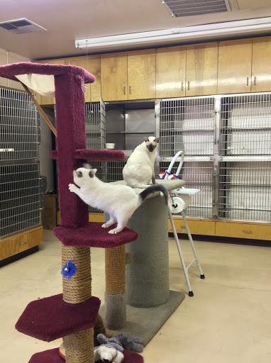 Sczyr's Kennel & Cattery