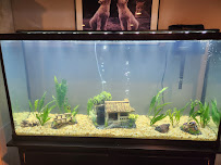 The Fish Geek - Photo 6 - Car repair in Peoria, IL, Peoria