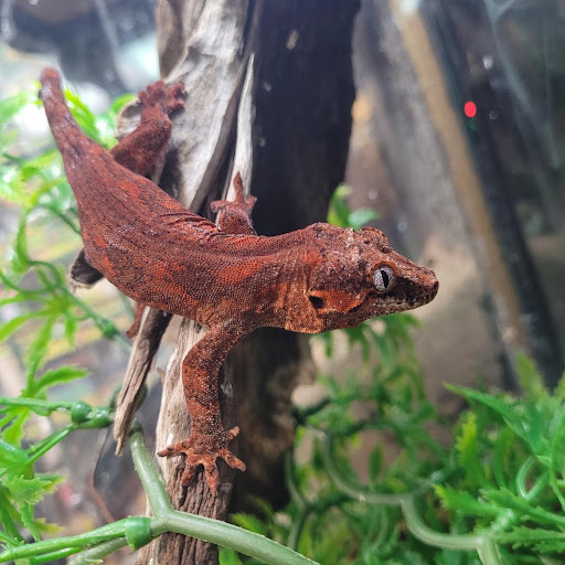 Pet Store «Fins and Skins», reviews and photos, 8451 49th St N, Pinellas Park, FL 33781, USA