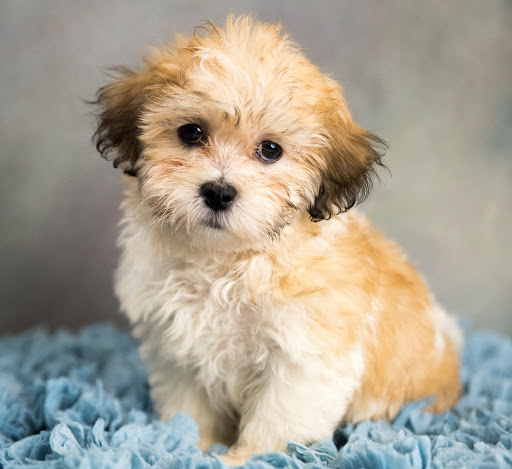 Pet Store «Petland», reviews and photos, 1514 Stonecreek Dr, Pickerington, OH 43147, USA