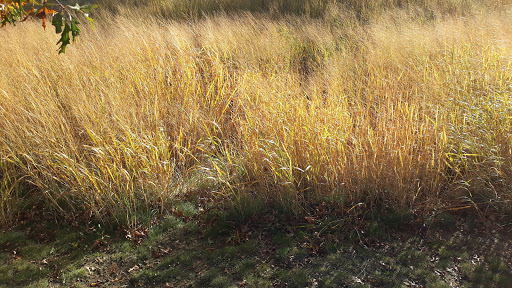 Park «Millennium Park», reviews and photos, 300 Gardner Street, West Roxbury, MA 02132, USA