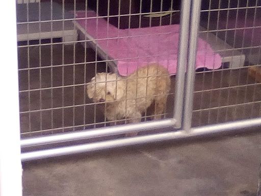 Pet Supply Store «Creative Pet Supply», reviews and photos, 305 N Harbor Blvd, San Pedro, CA 90731, USA