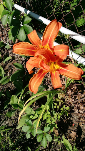 Self Service Car Wash «Bayport Self-Service Car Wash», reviews and photos, 666 Montauk Hwy, Bayport, NY 11705, USA