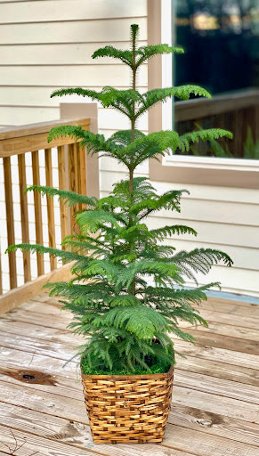 Florist «Florist Of Covington», reviews and photos, 2640 N Hwy 190, Covington, LA 70433, USA