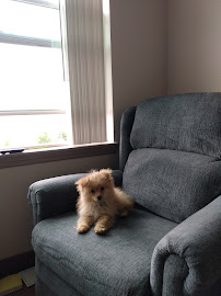 Westchester Puppies & Kittens - Photo 4 - Car repair in Hartsdale, NY, Yonkers