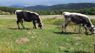 Photo n°140 de Ferme Auberge du Grand Ballon à Willer-sur-Thur ()