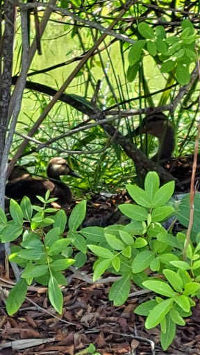 Dry Cleaner «Sun Country Cleaners Inc», reviews and photos, 1000 Pasadena Ave S, South Pasadena, FL 33707, USA