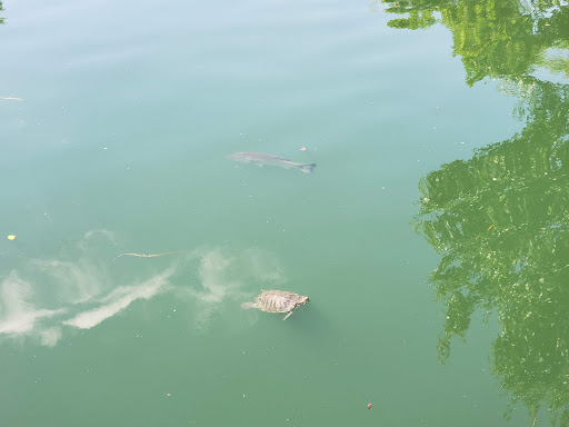 Park «Bridgeport Park», reviews and photos, 23520 Bridgeport Ln, Santa Clarita, CA 91355, USA