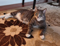 Elevated Pet Services - Photo 9 - Car repair in , Charleston