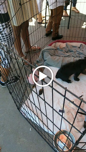 Pet Supply Store «Pet Food Express», reviews and photos, 5829 Lone Tree Way, Antioch, CA 94531, USA