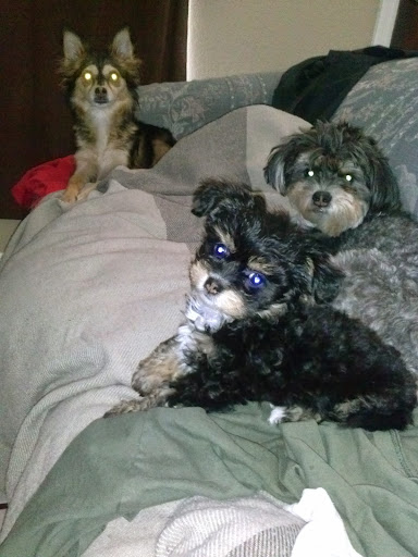 Park «Desert Star Park», reviews and photos, 8550 W Encanto Blvd, Phoenix, AZ 85037, USA