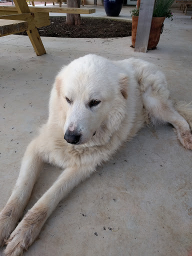 Winery «Hilmy Cellars - Vineyards, Winery & Tasting Room», reviews and photos, 12346 US-290, Fredericksburg, TX 78624, USA