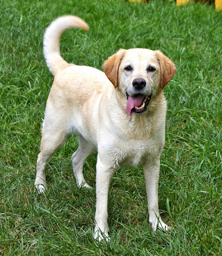 Pet Boarding Service «About Pets Center», reviews and photos, 1604 Conehurst Blvd, Salem, VA 24153, USA