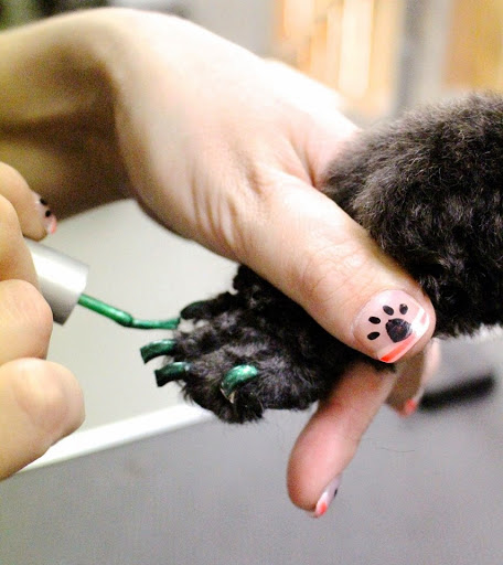 Pet Groomer «All For Paws», reviews and photos, 246 W Manson Hwy #6, Chelan, WA 98816, USA