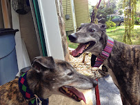 Little Critter Pet Sitters - Photo 8 - Car repair in , Elizabeth