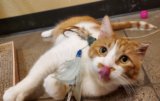 Pet Supply Store «PetSmart», reviews and photos, 16257 N Scottsdale Rd, Scottsdale, AZ 85254, USA