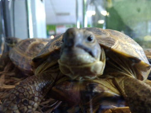 Reptile Store «Reptile Pets Direct», reviews and photos, 8088 Pat Booker Rd, Live Oak, TX 78233, USA