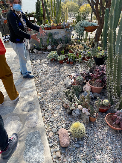Cactus en Cafayate