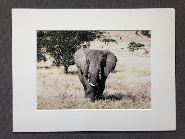 Comentarii opinii despre The triggerhappy doc