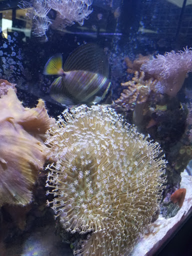 Tropical Fish Store «Ultimate Reefs & Aquariums», reviews and photos, 6020 S Memorial Dr, Tulsa, OK 74145, USA