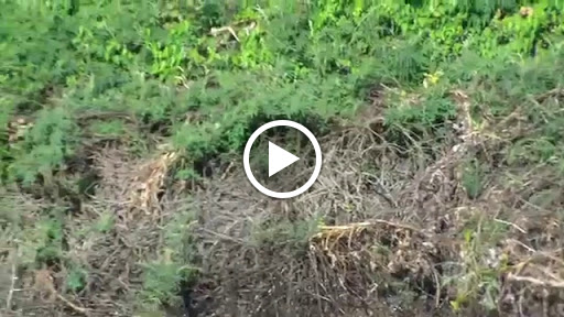 Pet Boarding Service «Bed & Biscuit Pet Resort», reviews and photos, 5525 AZ-69, Mayer, AZ 86333, USA