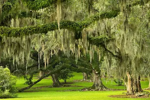 Jungle Gardens image