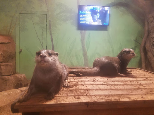 Aquarium «SeaQuest Interactive Aquarium Las Vegas», reviews and photos, 3528 S Maryland Pkwy #340, Las Vegas, NV 89169, USA