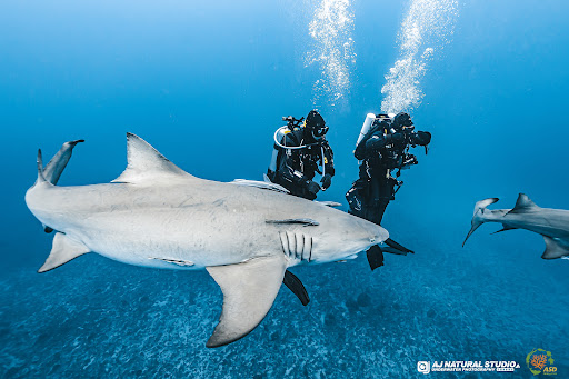 ASD Scuba Diving School image