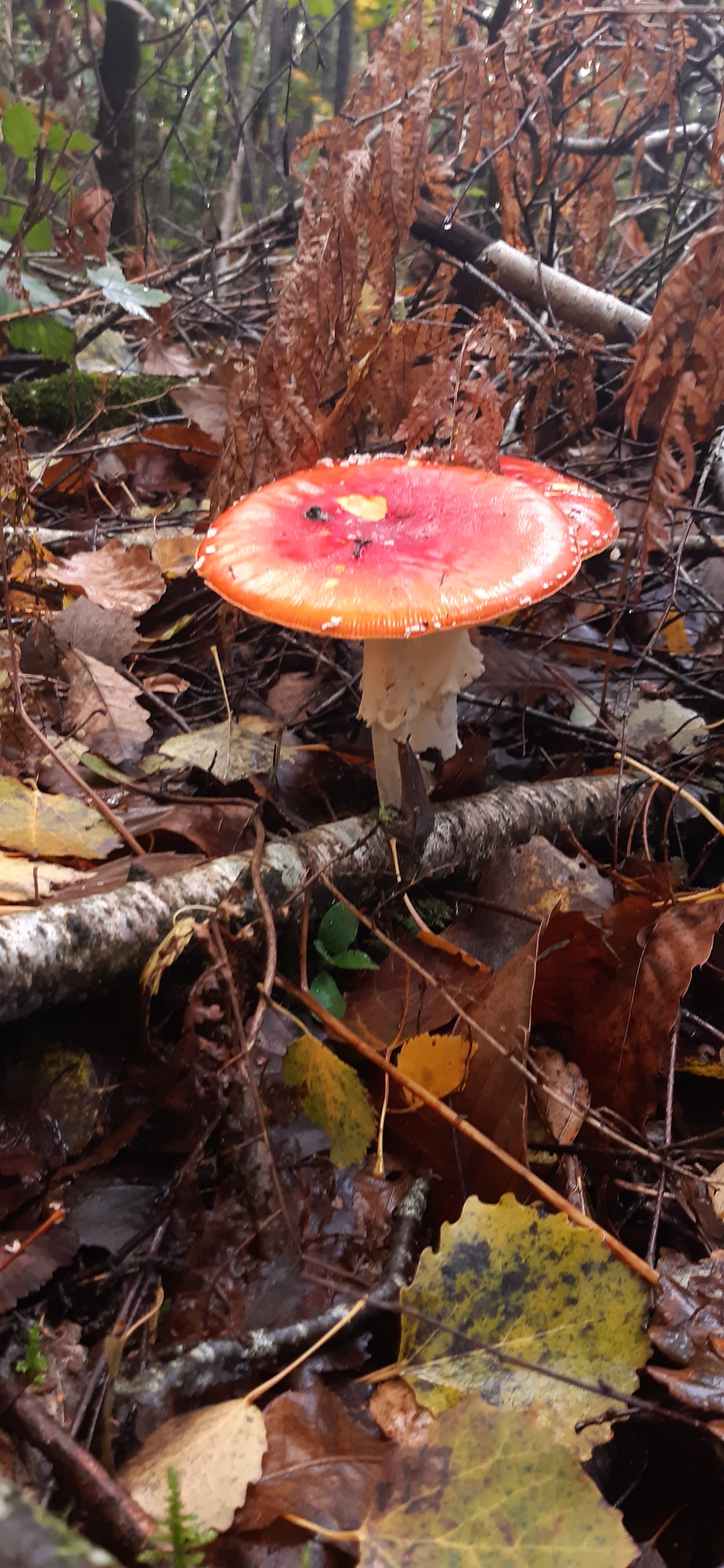 Photo n° 6 de l'avis de Alexandra.a fait le 31/10/2021 à 16:27