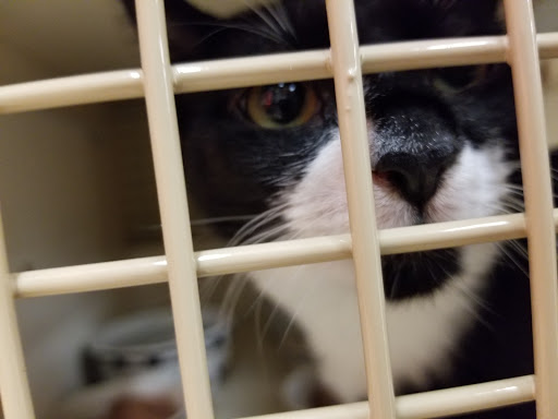 Pet Supply Store «Petco Animal Supplies», reviews and photos, 22000 Dulles Retail Plaza #110, Sterling, VA 20166, USA