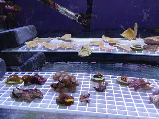 Tropical Fish Store «Waterbury Aquarium», reviews and photos, 406 Watertown Ave, Waterbury, CT 06708, USA