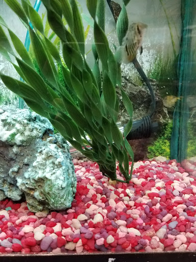 Garden Center «A W Brown Pet & Garden», reviews and photos, 144 Shaker Rd, East Longmeadow, MA 01028, USA