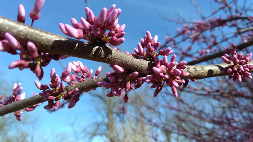 Nature Preserve «Lincoln Marsh», reviews and photos, Harrison Ave & Pierce Ave, Wheaton, IL 60187, USA