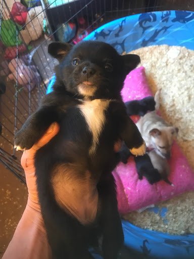 1 Love Dog Rescue image