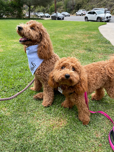 Dog Park «Laguna Beach Dog Park», reviews and photos, 20672 Laguna Canyon Rd, Laguna Beach, CA 92651, USA