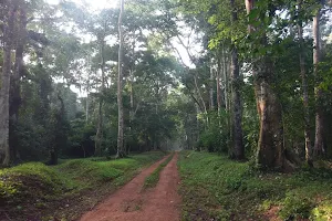 Budongo Central Forest Reserve image