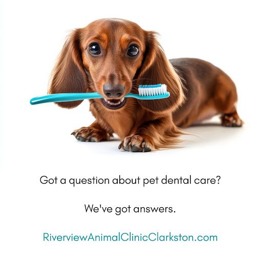 Riverview Animal Clinic image