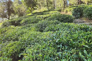 Kausani Tea Estate image