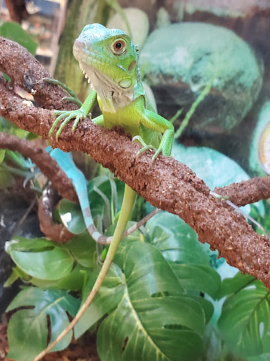 Pet Supply Store «Petco Animal Supplies», reviews and photos, 3371 US-1 #100A, Lawrenceville, NJ 08648, USA